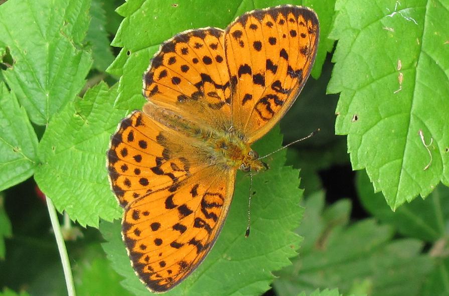 Nymphalidae da ID